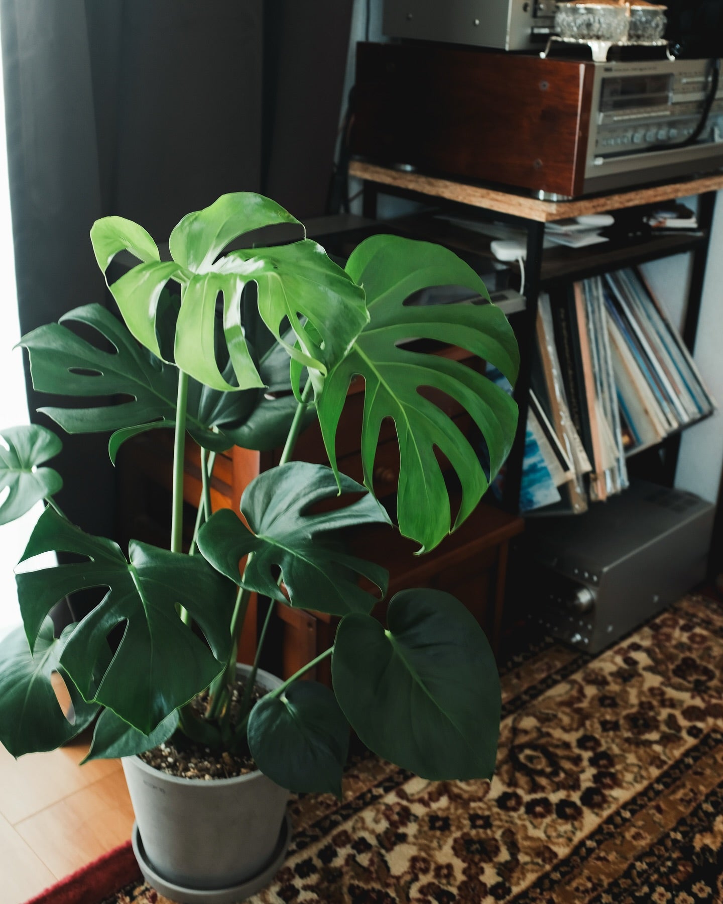モンステラ・デリシオーサ | 観葉植物の通販 AND PLANTS (アンドプランツ)