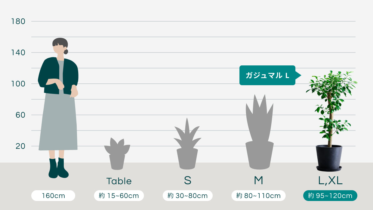ガジュマル　はな様確認用ページ ガジュマル L | 観葉植物の通販 AND PLANTS (アンドプランツ)