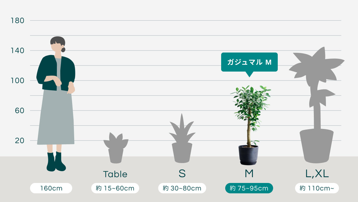 ガジュマル M | 観葉植物の通販 AND PLANTS (アンドプランツ)