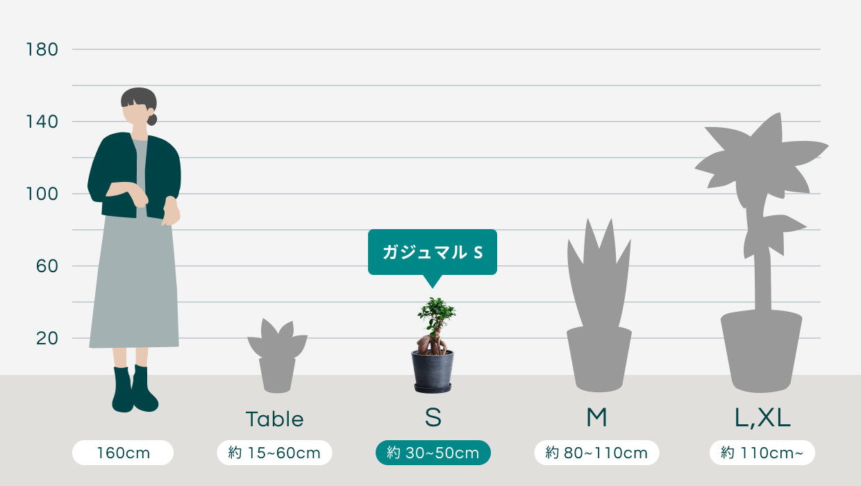 ガジュマル S | 観葉植物の通販 AND PLANTS (アンドプランツ)