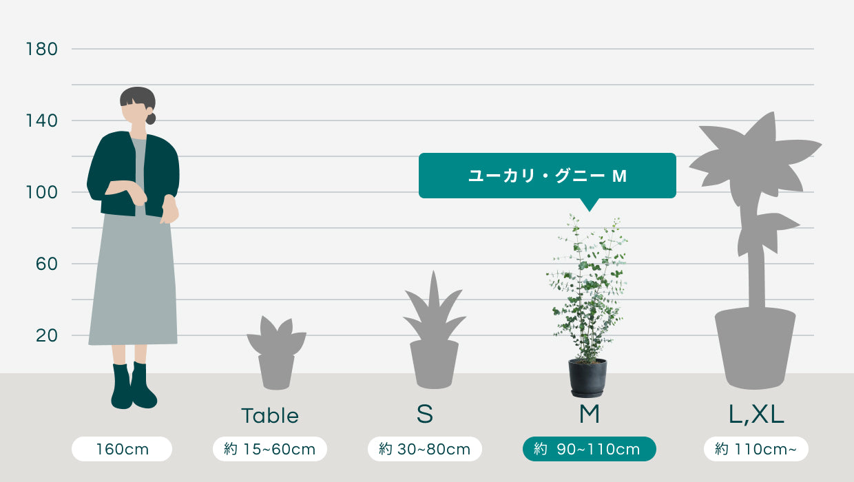 ユーカリ・グニー M | 観葉植物の通販 AND PLANTS (アンドプランツ)