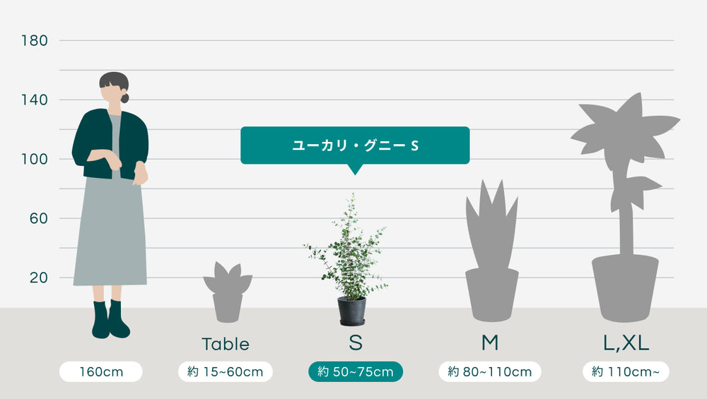 ユーカリ・グニー Sのサイズ