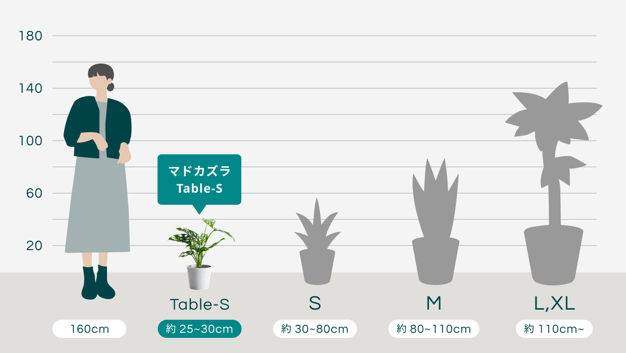 クリアプランツ】マドカズラ Table-S | 観葉植物の通販 AND PLANTS