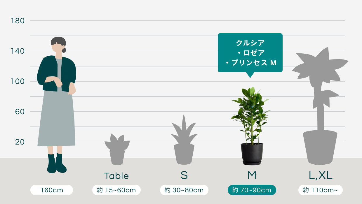 クルシア・ロゼア・プリンセス M | 観葉植物の通販 AND PLANTS (アンド