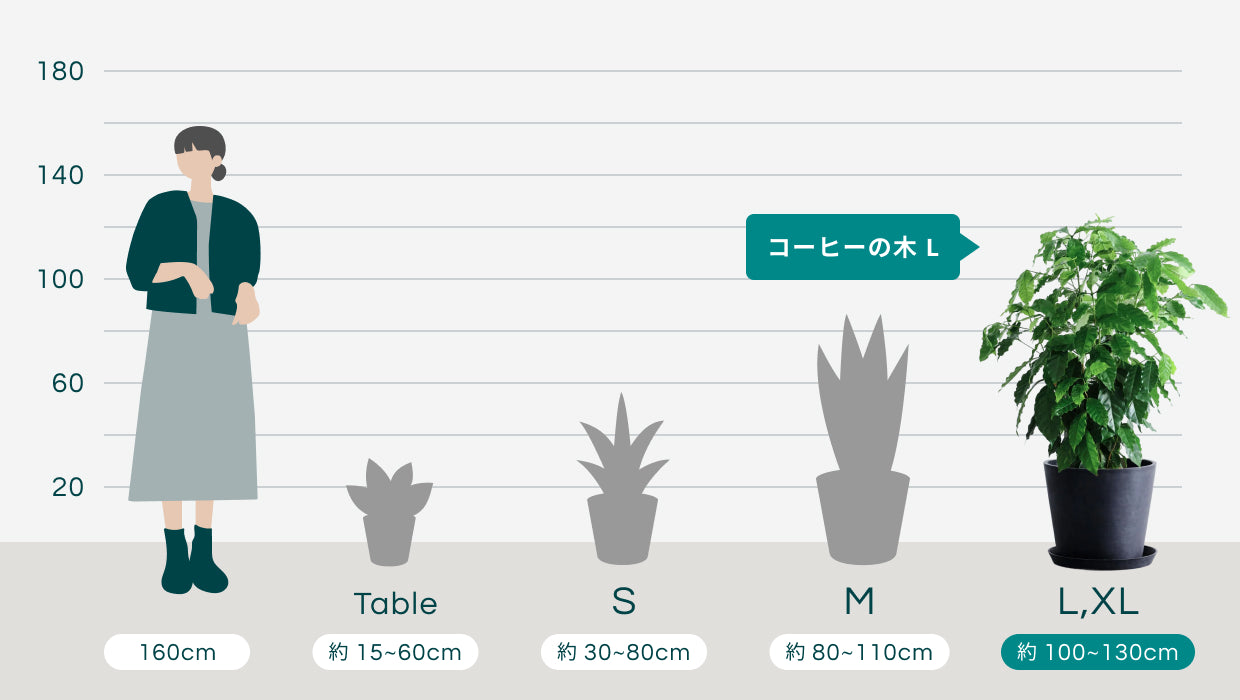 コーヒーの木 L | 観葉植物の通販 AND PLANTS (アンドプランツ)