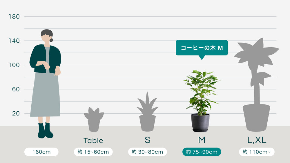 コーヒーの木 M | 観葉植物の通販 AND PLANTS (アンドプランツ)