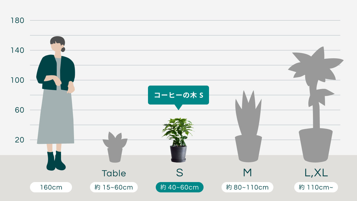 コーヒーの木 S | 観葉植物の通販 AND PLANTS (アンドプランツ)