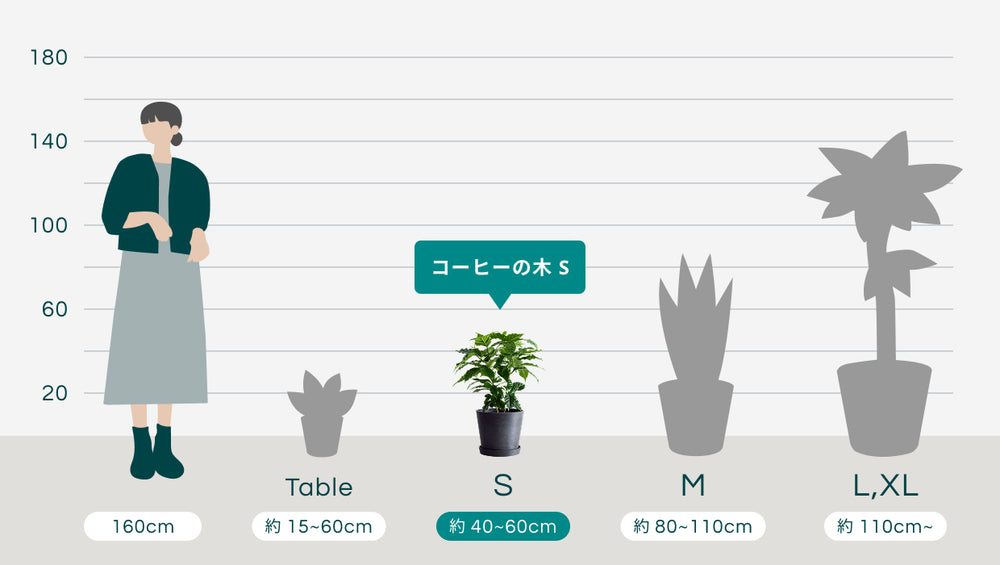 コーヒーの木 Sのサイズ