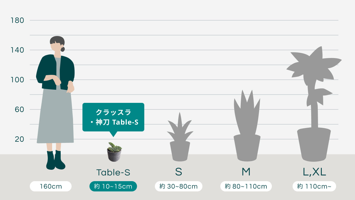 クラッスラ・神刀 Table-S | 観葉植物の通販 AND PLANTS (アンドプランツ)