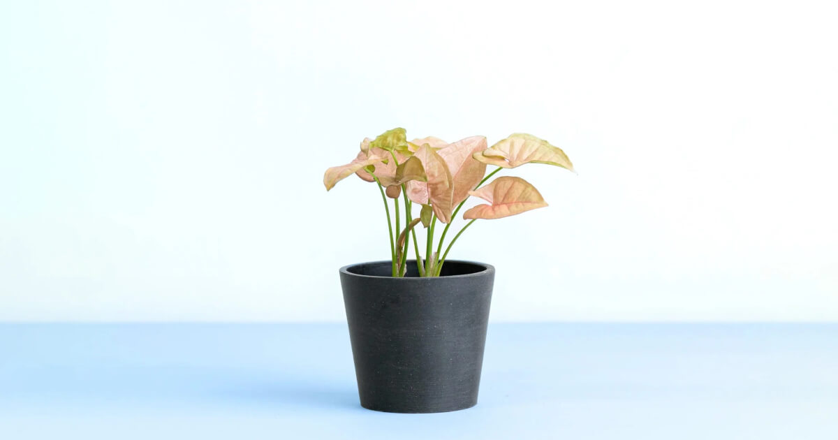 シンゴニウム | 観葉植物の通販 AND PLANTS (アンドプランツ)