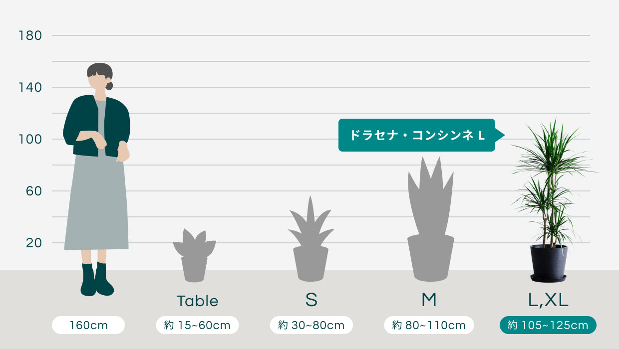 ドラセナ・コンシンネ L | 観葉植物の通販 AND PLANTS (アンドプランツ)
