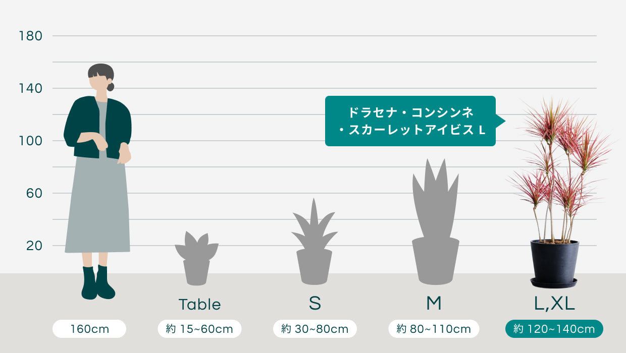 ドラセナ・コンシンネ・スカーレットアイビス L | 観葉植物の通販 AND