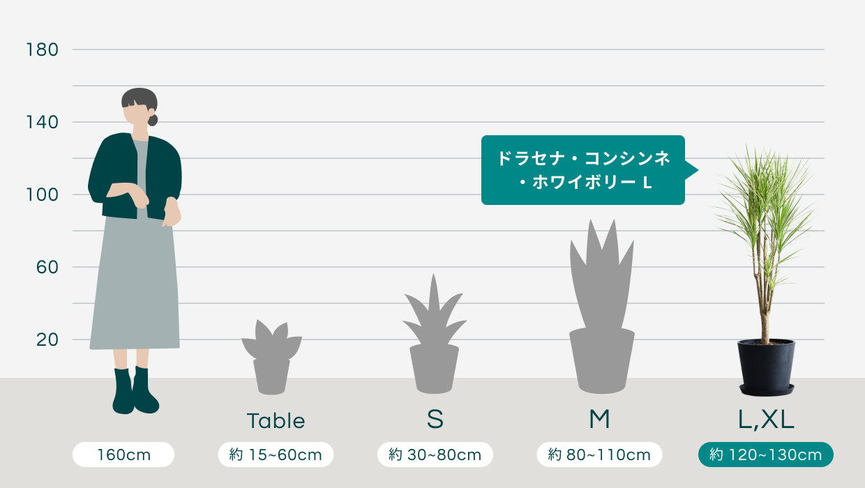 ドラセナ・コンシンネ・ホワイボリー L | 観葉植物の通販 AND PLANTS