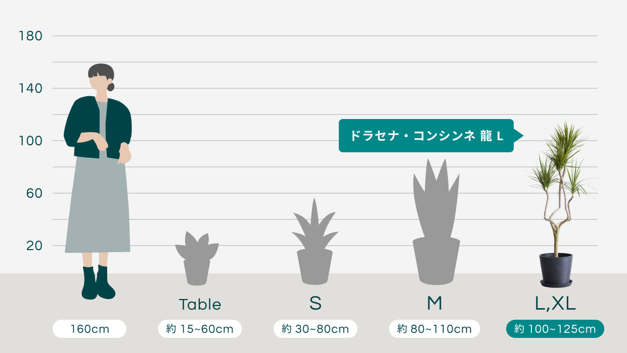 ドラセナ・コンシンネ 龍 L | 観葉植物の通販 AND PLANTS (アンドプランツ)