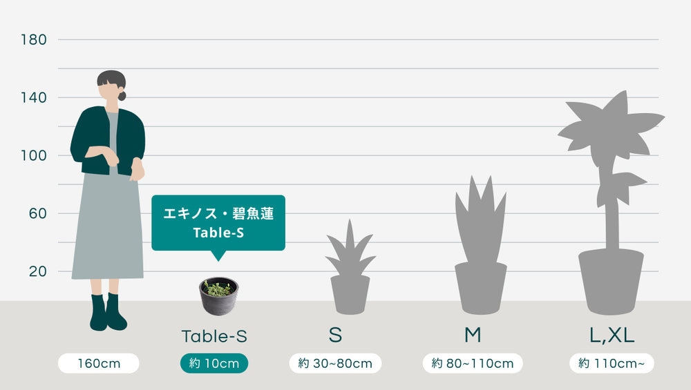 エキノス・碧魚蓮 Table-Sのサイズ