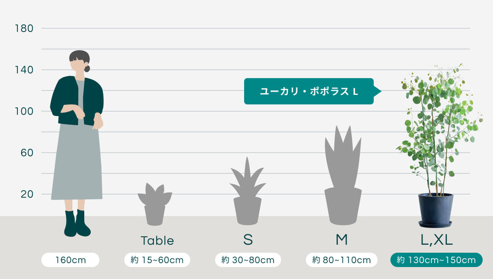 ユーカリ・ポポラス Lのサイズ