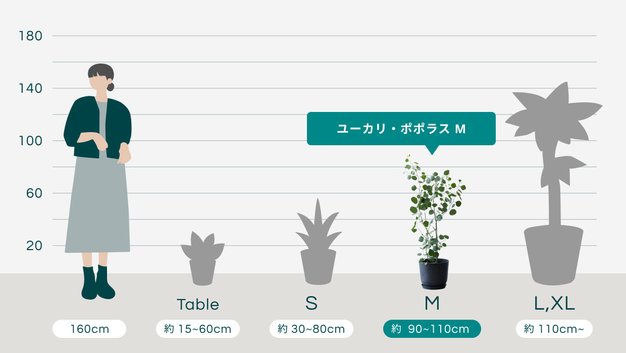 ユーカリ・ポポラス M | 観葉植物の通販 AND PLANTS (アンドプランツ)