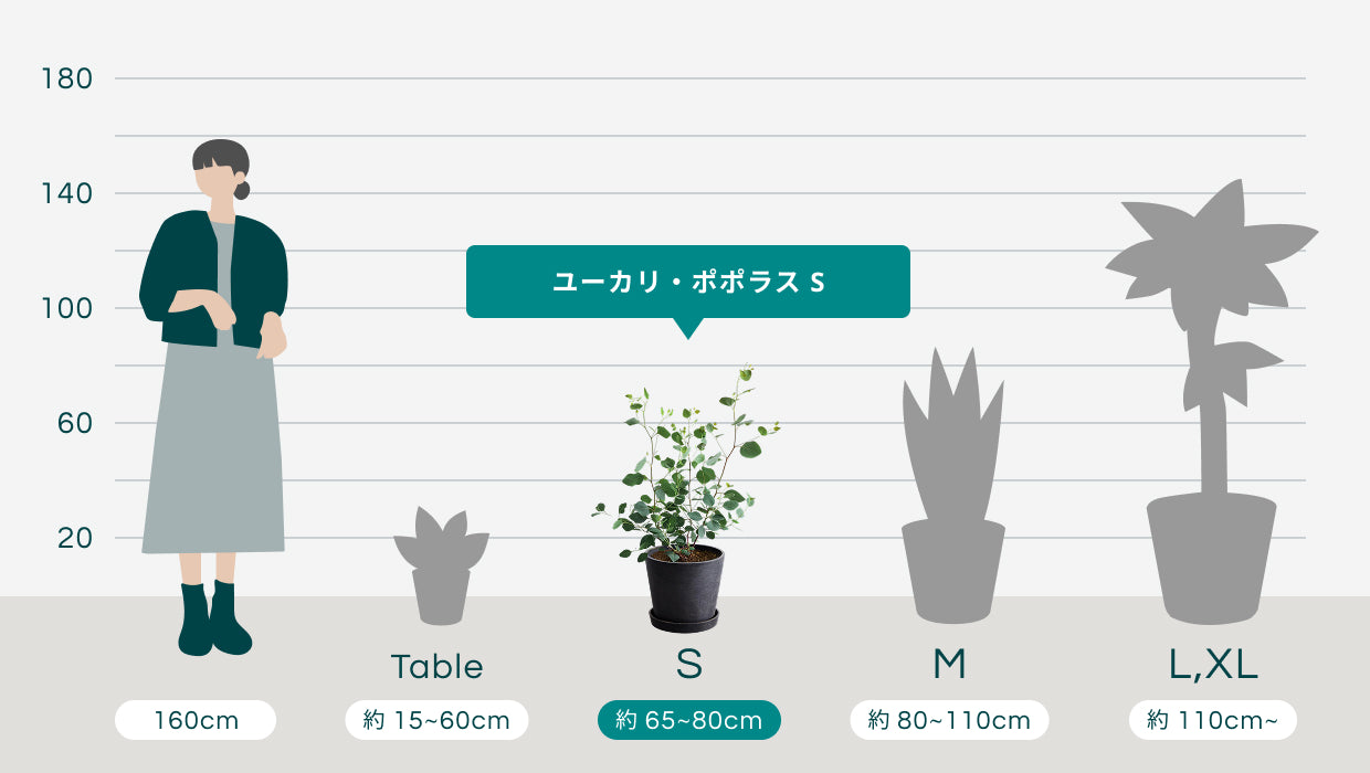 ユーカリ・ポポラス S | 観葉植物の通販 AND PLANTS (アンドプランツ)