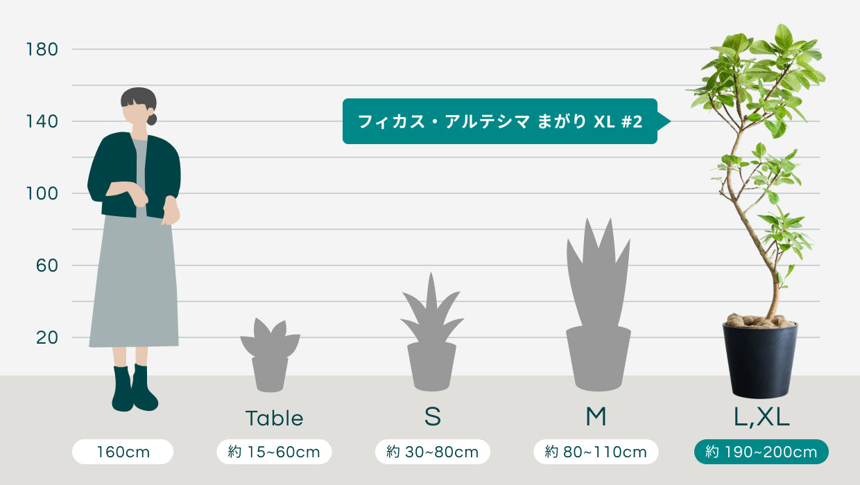 フィカス・アルテシマ まがり XL #2 【首都圏限定】 | 観葉植物の通販