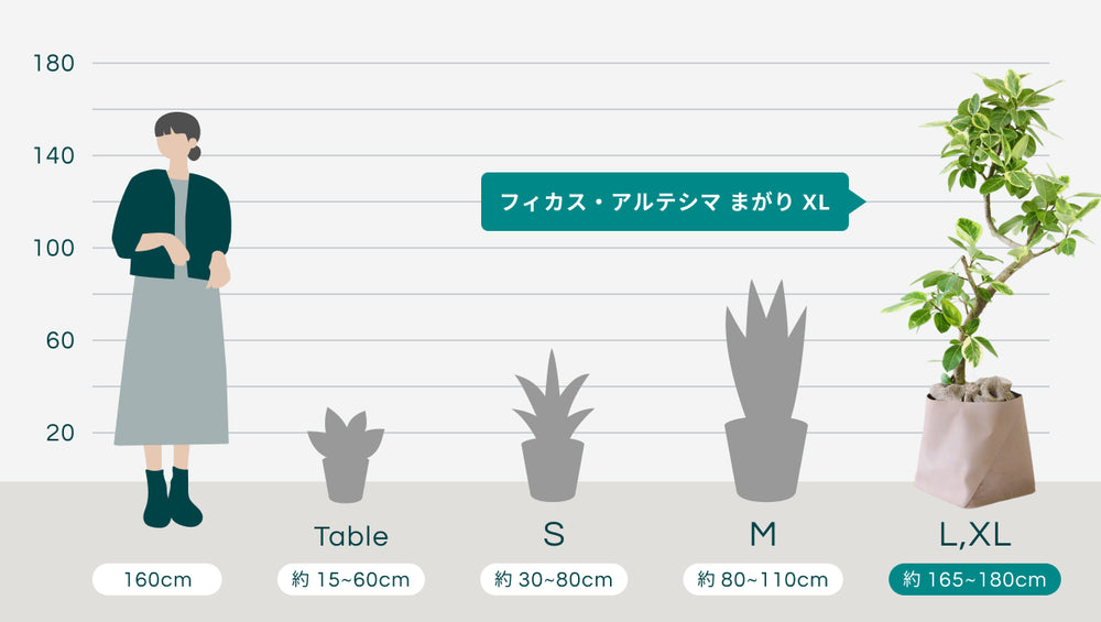 フィカス・アルテシマ まがり XL 【首都圏限定】(レザーカバー ベージュ)のサイズ