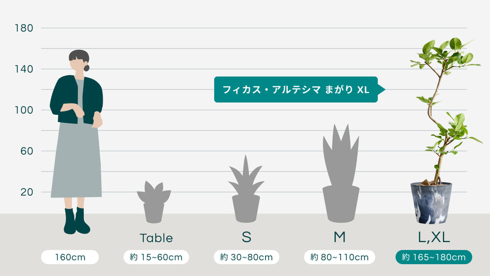 フィカス・アルテシマ まがり XL 【首都圏限定】(樹脂ポット ブラックマーブル)のサイズ
