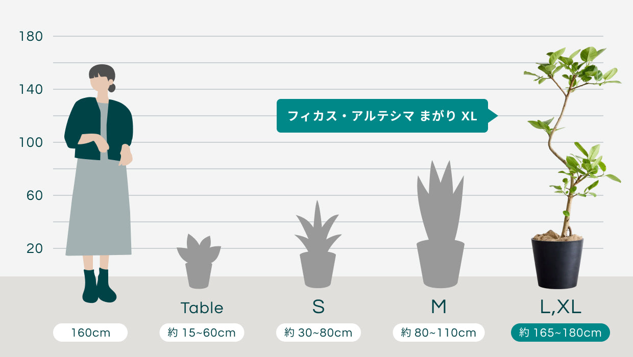 フィカス・アルテシマ まがり XL 【首都圏限定】 | 観葉植物の通販 AND