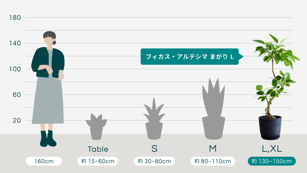 フィカス・アルテシマ まがり L〈沖縄産〉【首都圏限定】 | 観葉植物の