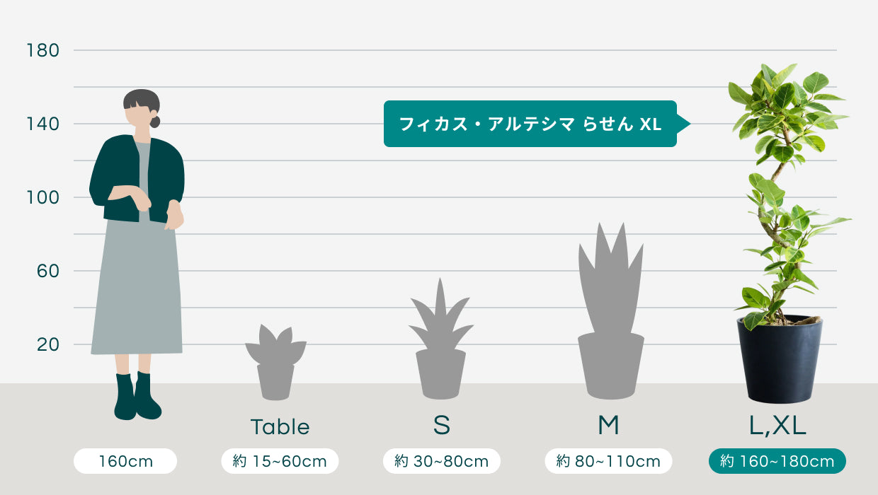 フィカス・アルテシマ らせん XL | 観葉植物の通販 AND PLANTS (アンド