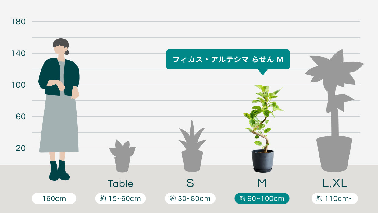 フィカス・アルテシマ らせん M〈沖縄産〉 | 観葉植物の通販 AND