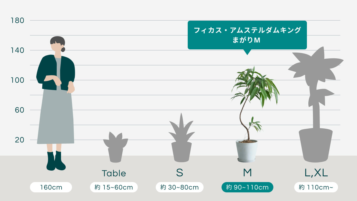 フィカス・アムステルダムキング まがりM | 観葉植物の通販 AND PLANTS