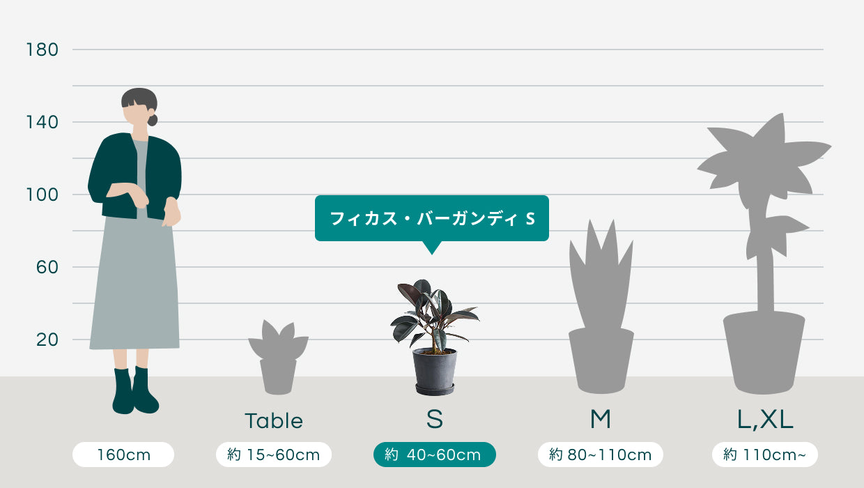 合計61050円相当　バーガンディ（鉢付き）観葉植物　大　ほぼ新品 フィカス・バーガンディ S | 観葉植物の通販 AND PLANTS (アンドプランツ)