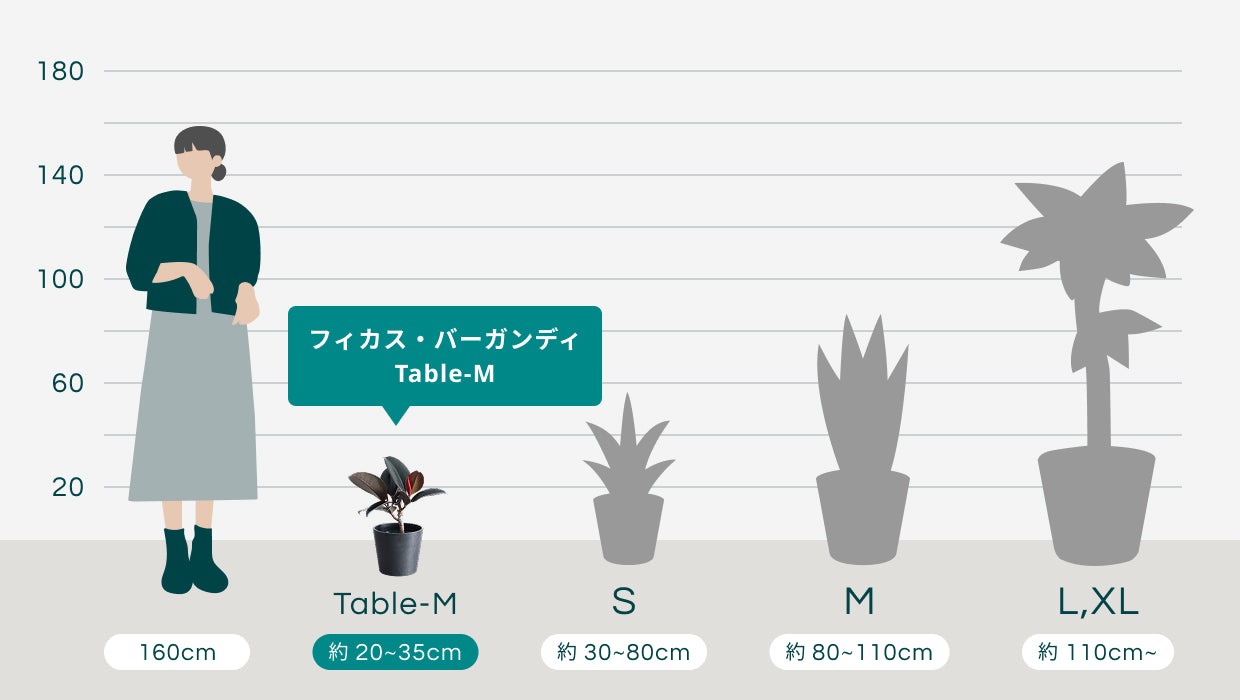 フィカス・バーガンディ Table-M | 観葉植物の通販 AND PLANTS (アンド