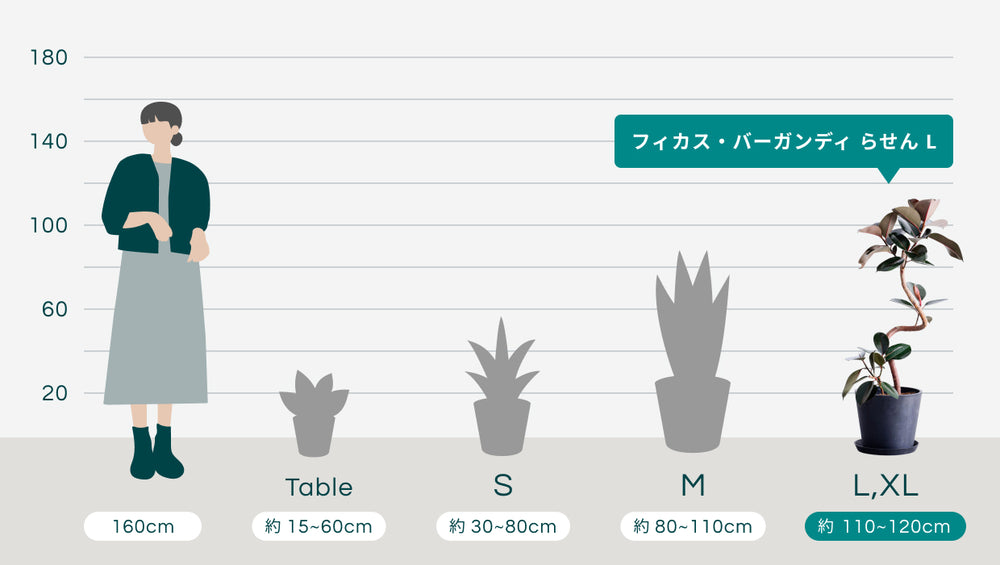 フィカス・バーガンディ らせん L 〈沖縄産〉のサイズ