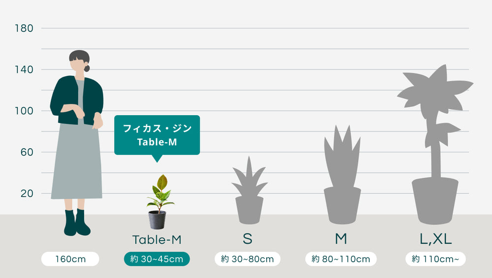 フィカス・ジン Table-Mのサイズ