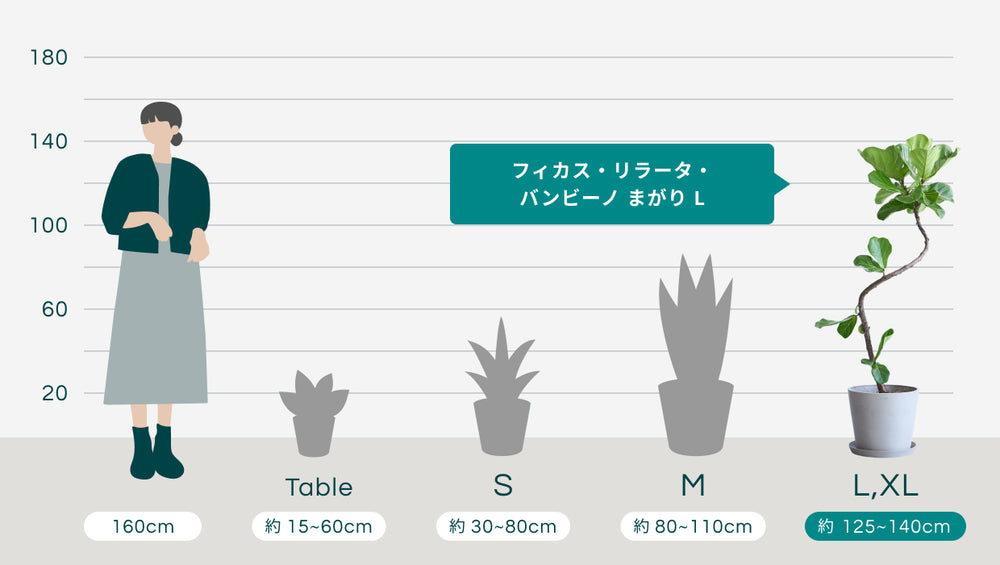フィカス・リラータ・バンビーノ まがり Lのサイズ