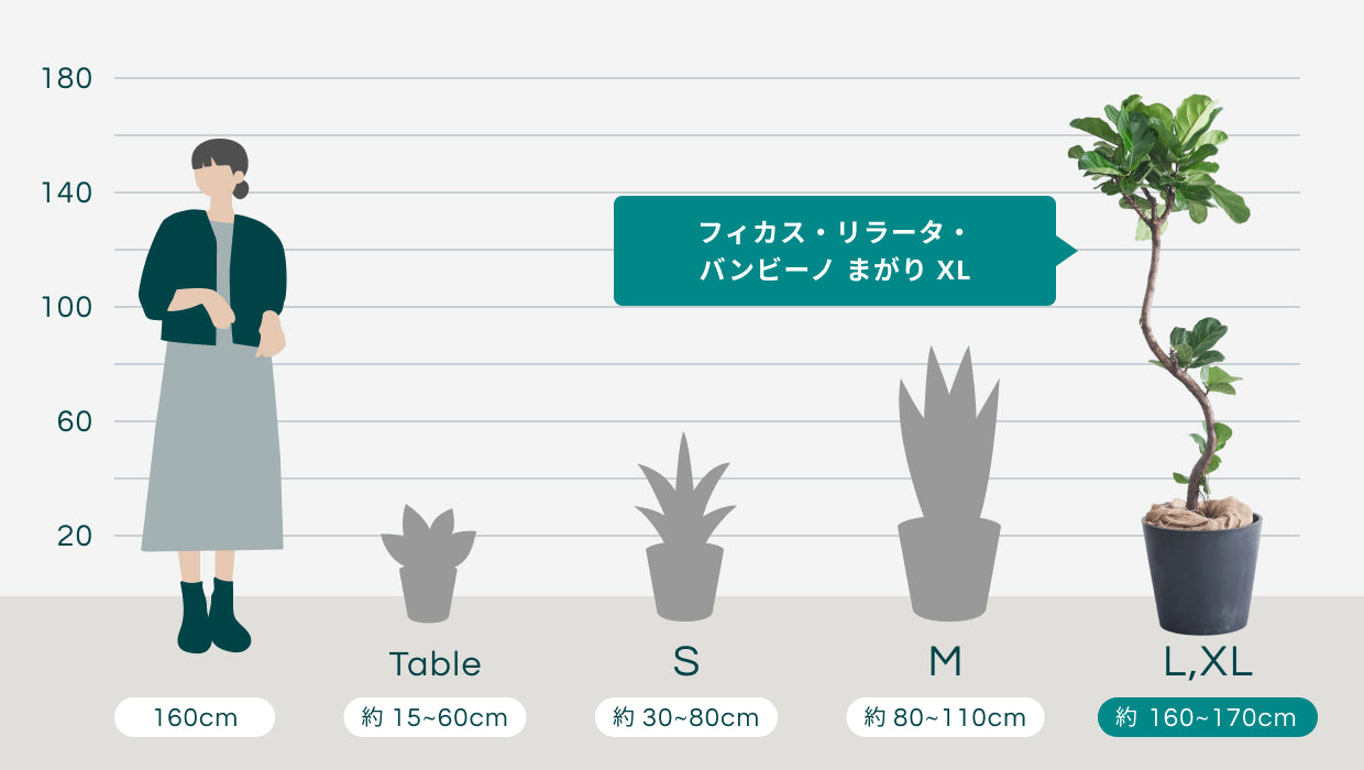 フィカス・リラータ・バンビーノ まがり XL | 観葉植物の通販 AND