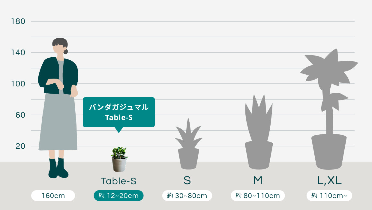 パンダガジュマル Table-S | 観葉植物の通販 AND PLANTS (アンドプランツ)