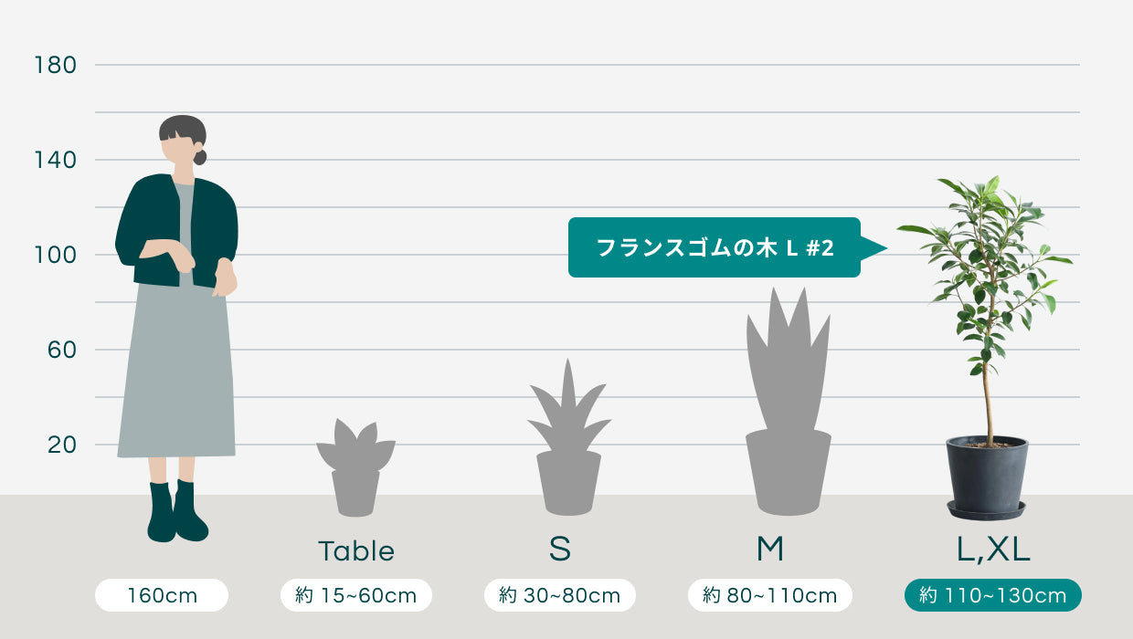 フランスゴムの木 L #2 | 観葉植物の通販 AND PLANTS (アンドプランツ)