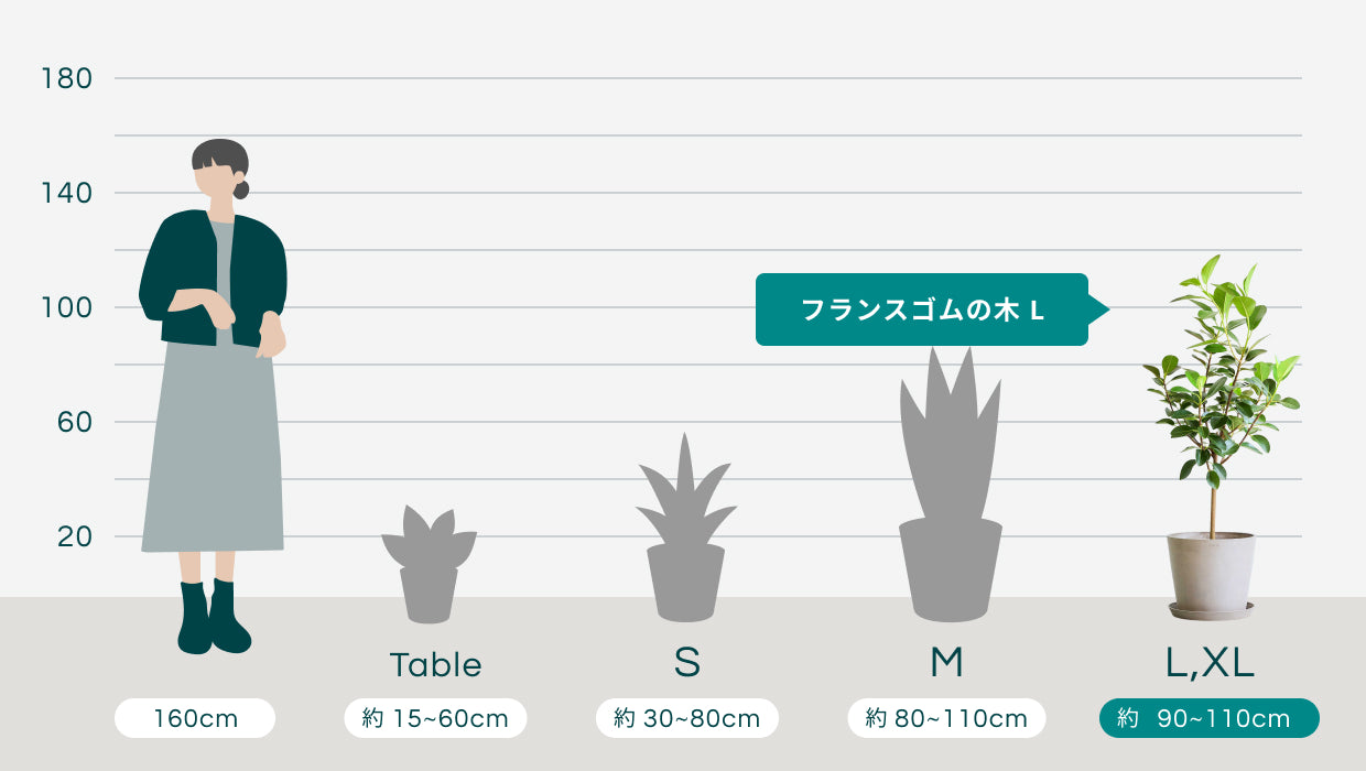 フランスゴムの木 L | 観葉植物の通販 AND PLANTS (アンドプランツ)