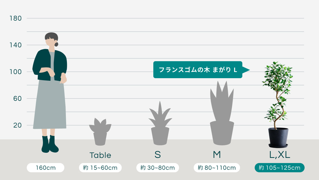 フランスゴムの木 まがり L | 観葉植物の通販 AND PLANTS (アンドプランツ)