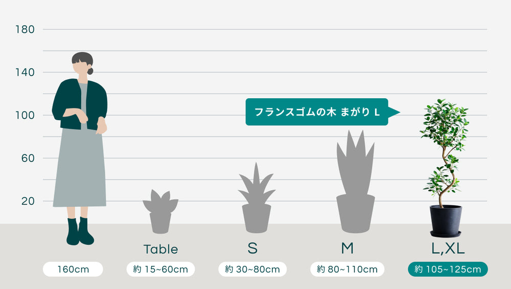 フランスゴムの木 まがり Lのサイズ