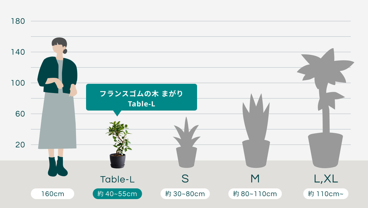フランスゴムの木 まがり Table-L | 観葉植物の通販 AND PLANTS