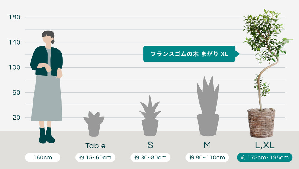 フランスゴムの木 まがり  XL【首都圏限定】  (バナナリーフバスケット ブラウン)のサイズ