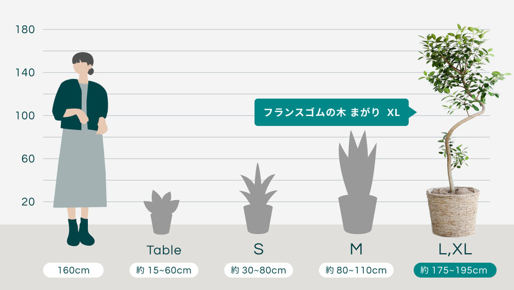 フランスゴムの木 まがり  XL【首都圏限定】  (バナナリーフバスケット ナチュラル)のサイズ