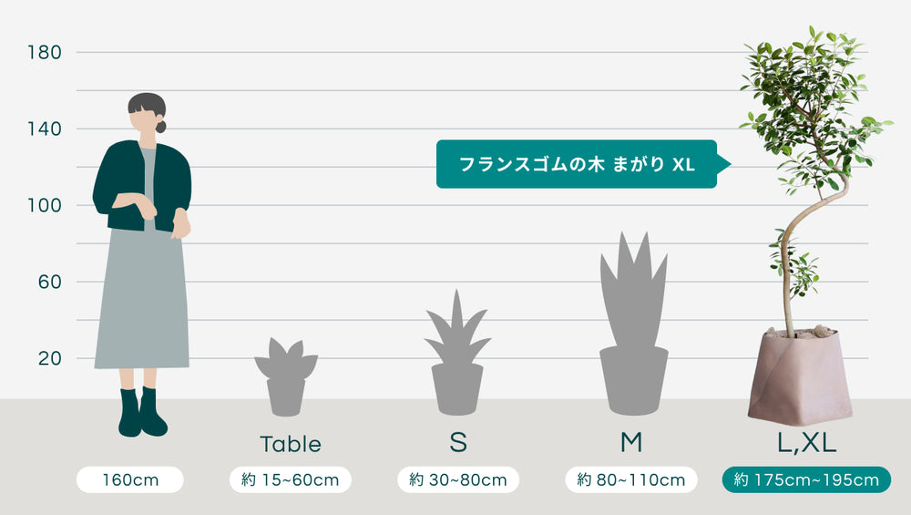 フランスゴムの木 まがり  XL 【首都圏限定】 (レザーカバー ベージュ)のサイズ