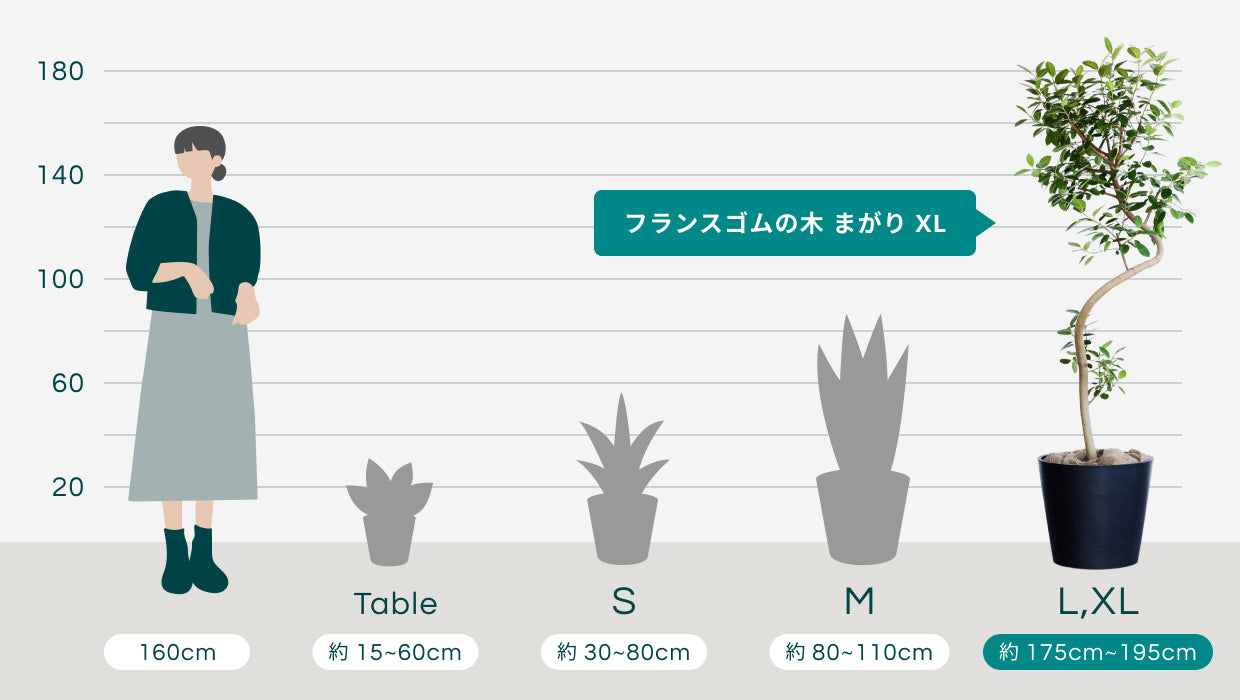 フランスゴムの木 まがり XL【首都圏限定】 | 観葉植物の通販 AND