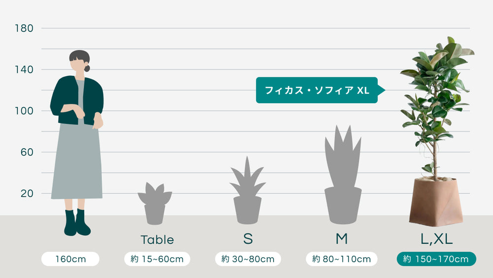フィカス・ソフィア XL   (レザーカバー ベージュ)のサイズ