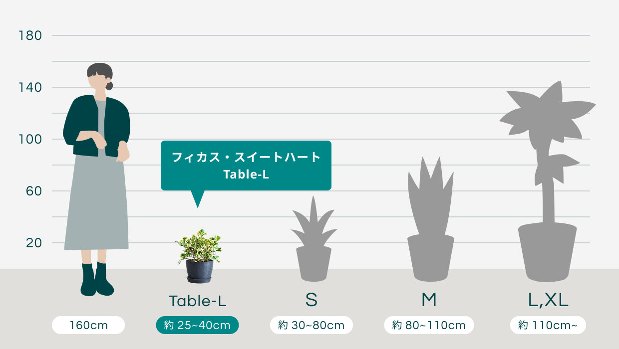 フィカス・スイートハート Table-L | 観葉植物の通販 AND PLANTS