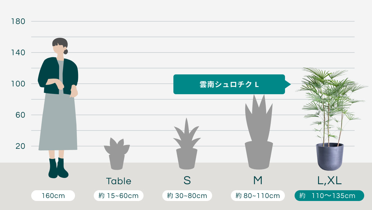雲南シュロチク L | 観葉植物の通販 AND PLANTS (アンドプランツ)