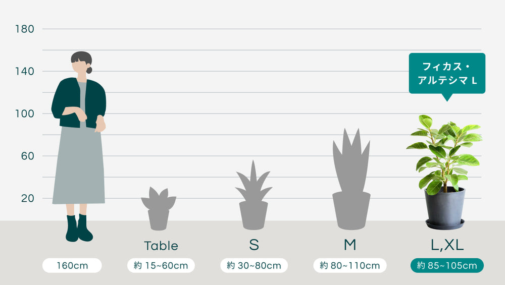 フィカス・アルテシマ Lのサイズ